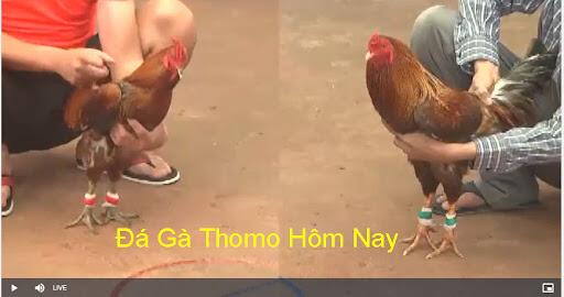 Hãy tham gia xem đá gà trực tiếp Thomo hôm nay trên trang https://868vip.cash/ để trải nghiệm và khám phá thêm về thế giới đá gà.